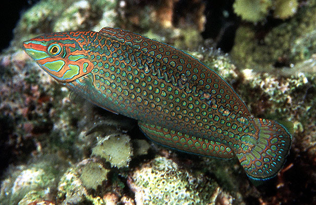 Halichoeres argus