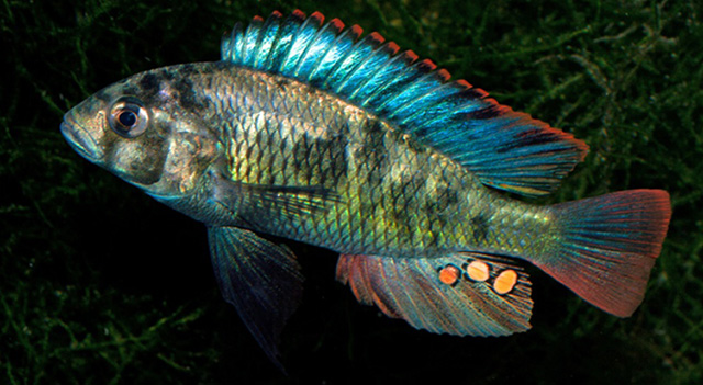 Haplochromis chromogynos