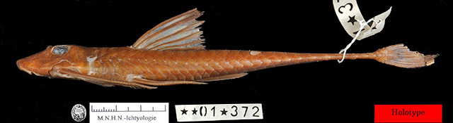 Harttia fowleri
