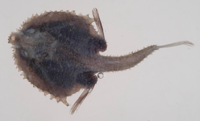 Halieutopsis margaretae