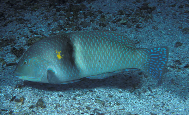 Halichoeres nicholsi