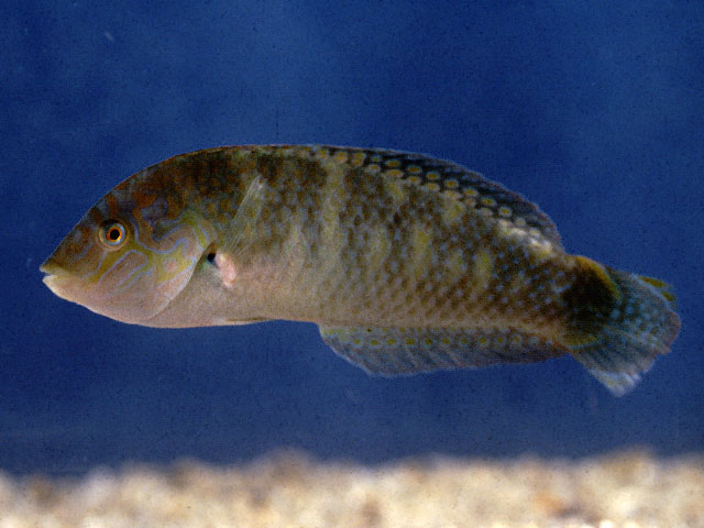 Halichoeres nigrescens