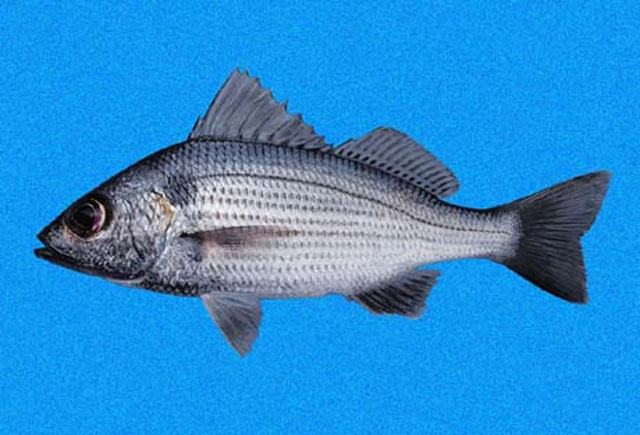 Haemulopsis nitida
