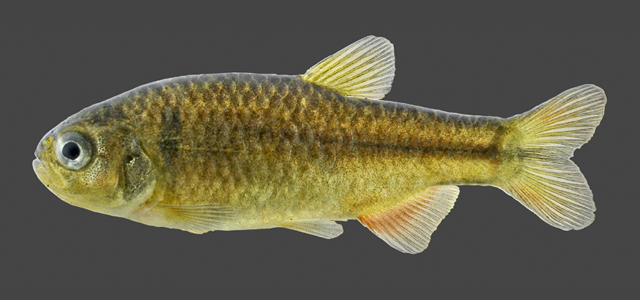 Hasemania piatan