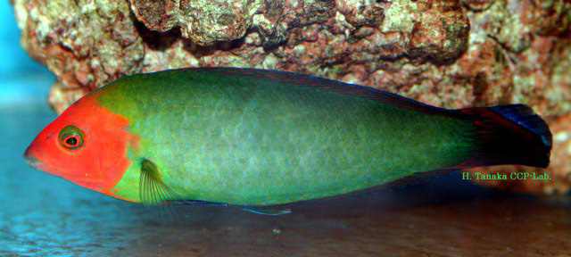 Halichoeres rubricephalus