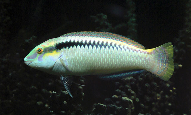 Halichoeres scapularis