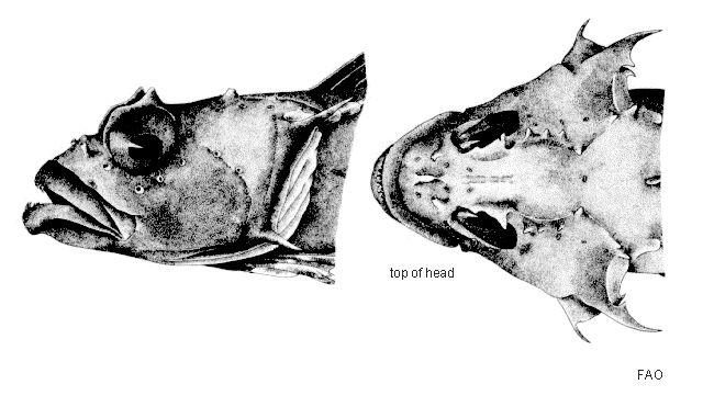 Harpagifer spinosus