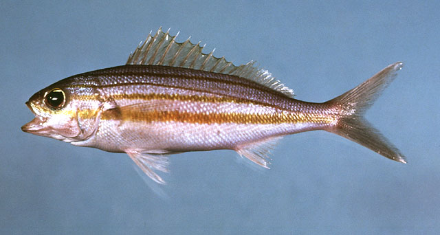 Haemulon striatum