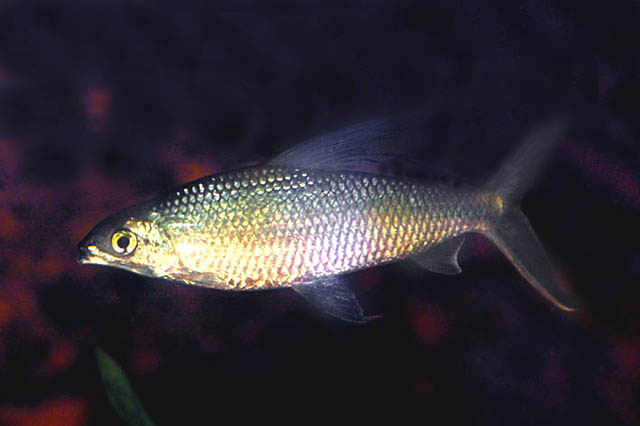 Hemiodus atranalis