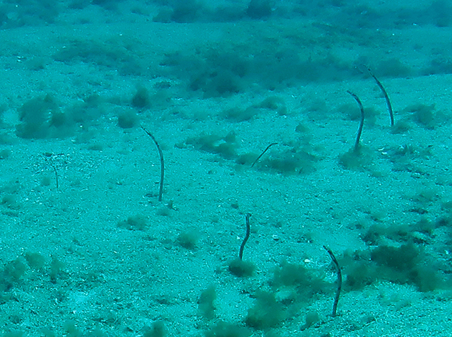 Heteroconger camelopardalis
