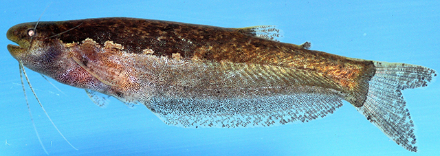 Helogenes castaneus