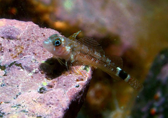 Helcogrammoides cunninghami