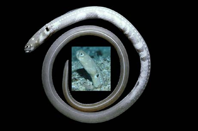 Heteroconger digueti