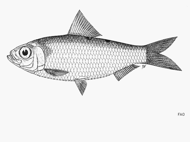 Herklotsichthys dispilonotus