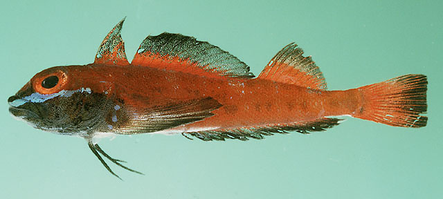 Helcogramma fuscopinna