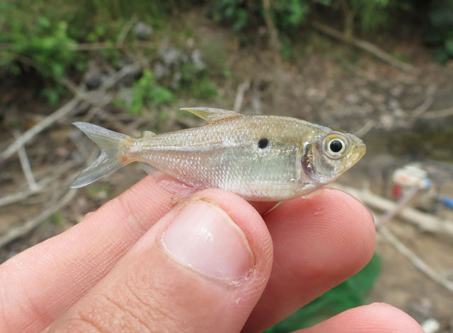 Cyanogaster geisleri