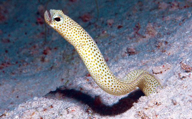 Heteroconger guttatus