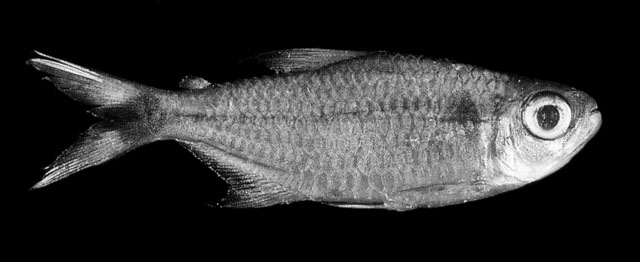 Holopristis guyanensis