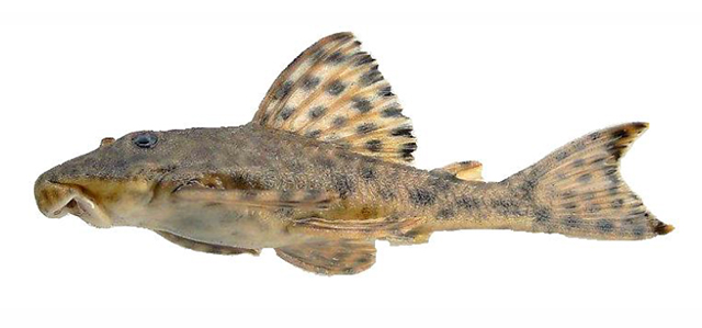 Heham_u0.jpg