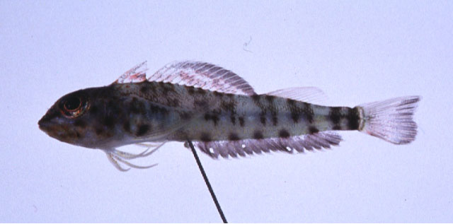 Helcogramma hudsoni