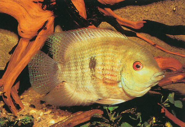 Heroina isonycterina