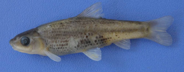 Garra kemali