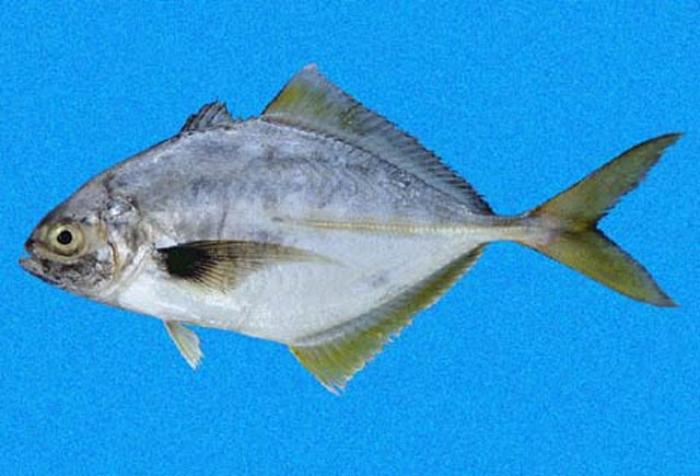 Hemicaranx leucurus
