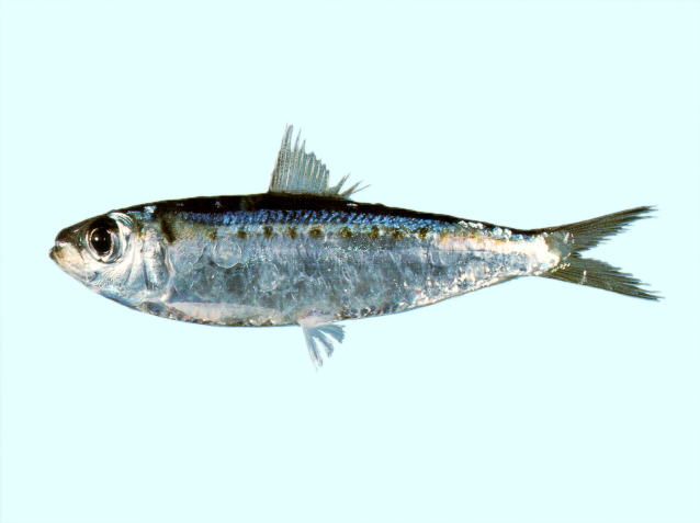 Herklotsichthys lippa