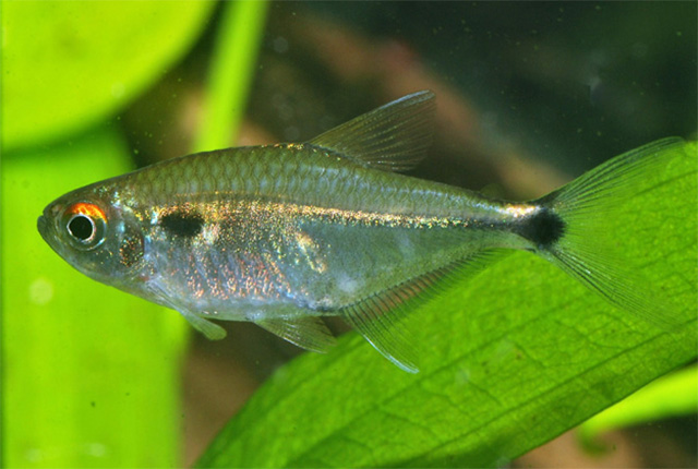 Holopristis luelingi