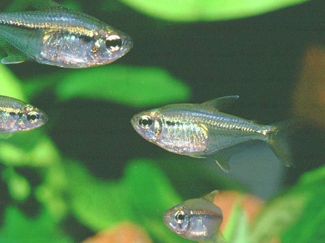 Hemigrammus changae