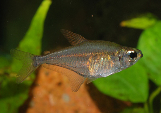 Heterocharax macrolepis