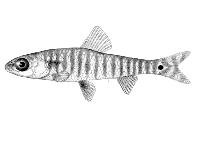 Nannocharax machadoi