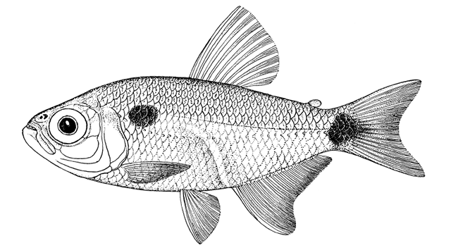 Hemigrammus megaceps