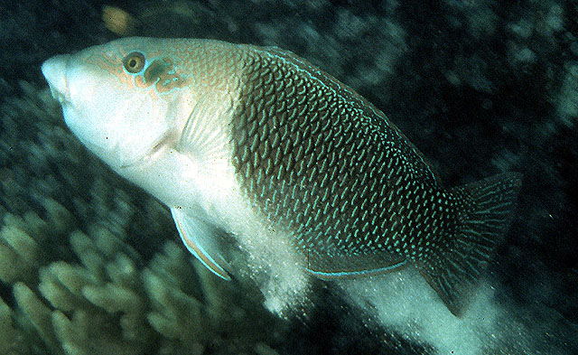 Hemigymnus melapterus