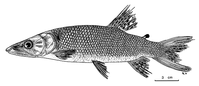 Hepsetus microlepis