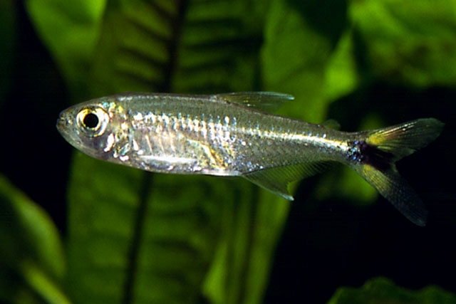 Hemigrammus micropterus