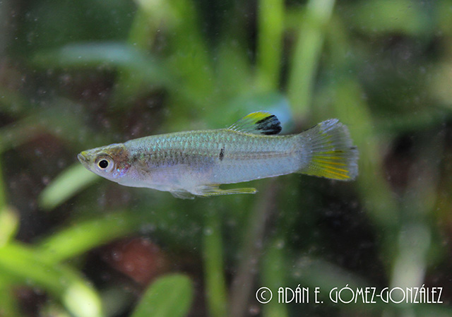 Heterophallus milleri