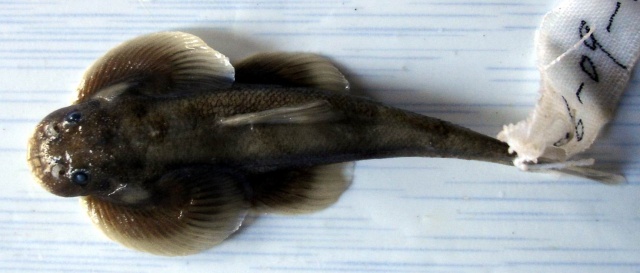 Balitora nujiangensis