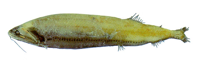 Heterophotus ophistoma