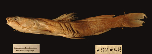 Hemibagrus planiceps
