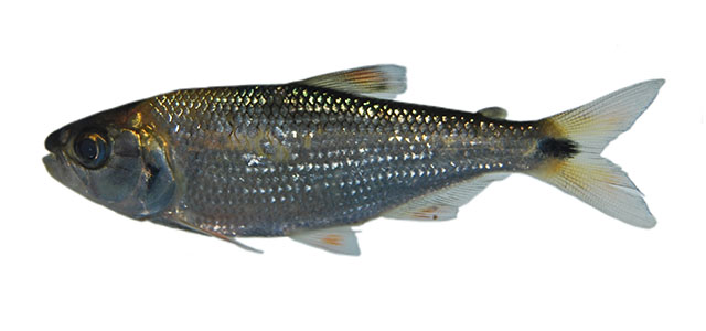 Hemibrycon polyodon