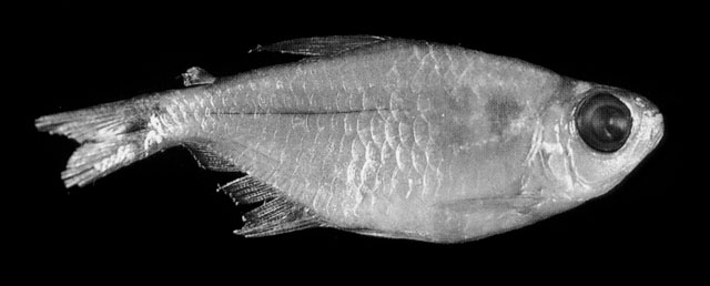 Hemigrammus pretoensis