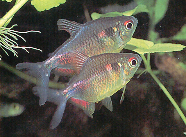 Holopristis pulchra