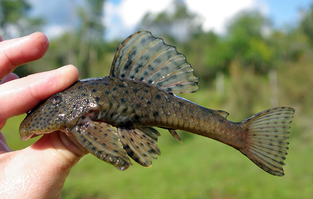 Hemiancistrus punctulatus