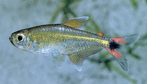 Hemigrammus rodwayi