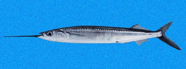 Hemiramphus saltator