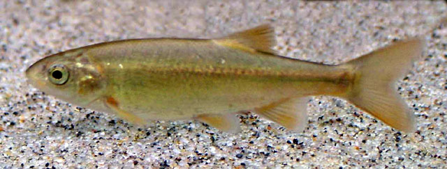 Hesperoleucus symmetricus