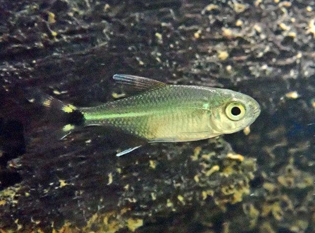 Hemigrammus tridens