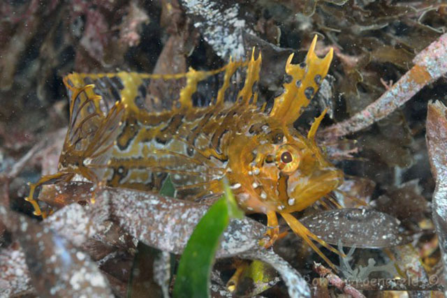 Heteroclinus tristis