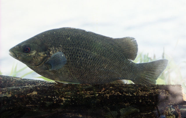 Hephaestus tulliensis